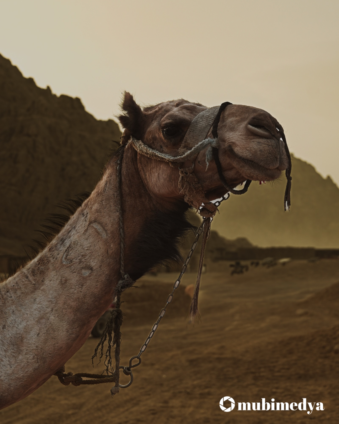 PİCART MISIR ÇÖLLERİNDE!