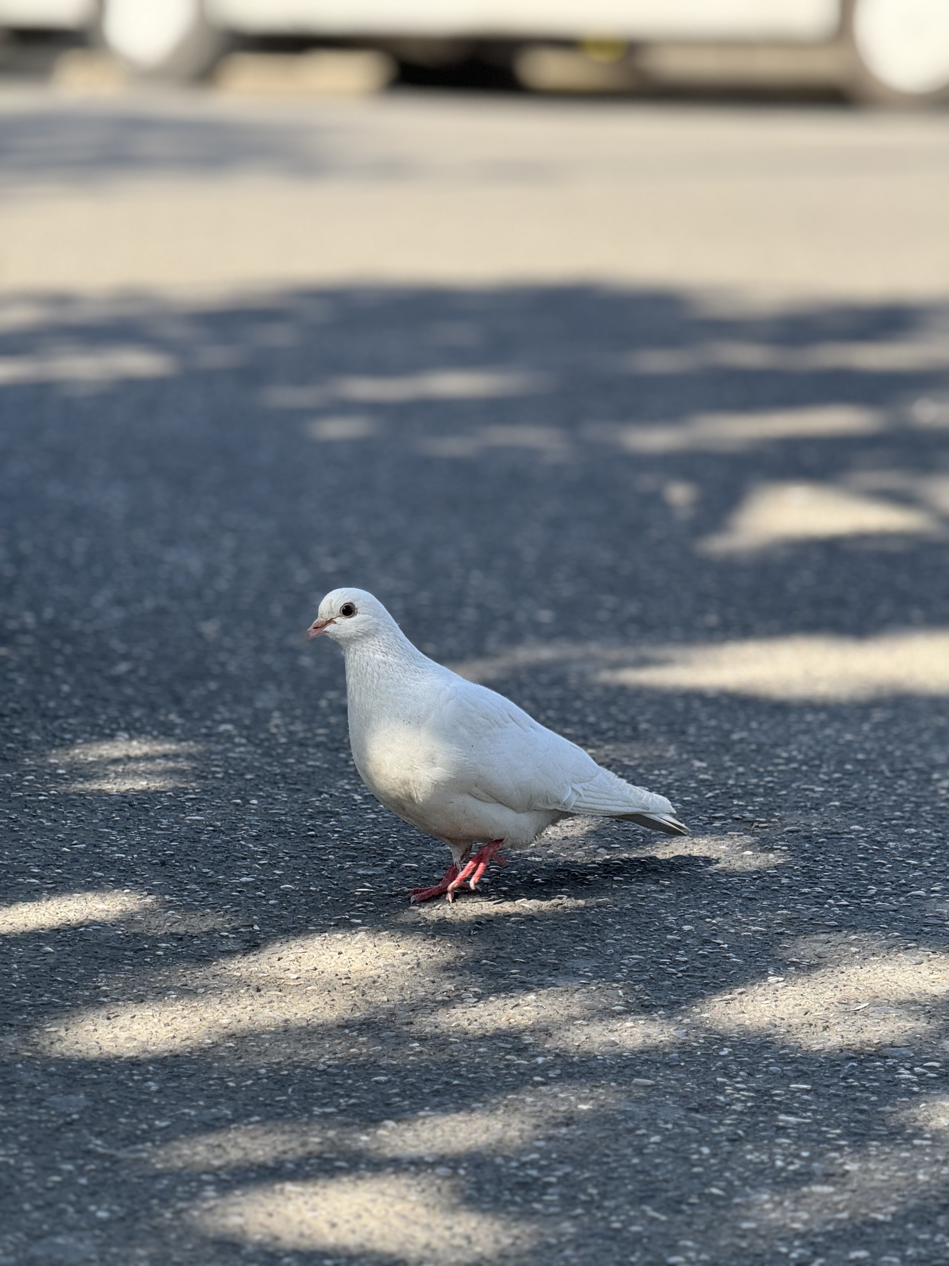 PİCART ARNAVUTLUK KÜLTÜRÜ KADRAJDA!